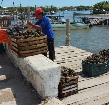 Conapesca irá contra ostioneros piratas