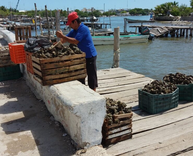 Conapesca irá contra ostioneros piratas