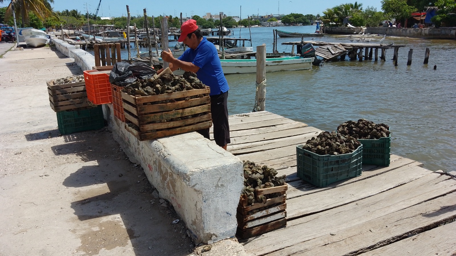 Conapesca irá contra ostioneros piratas