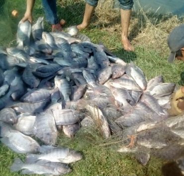 Mortandad de mojarras por calentamiento de aguas en los estanques rústicos
