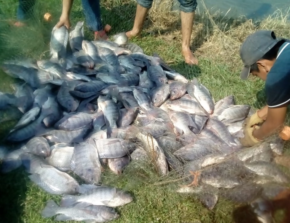 Mortandad de mojarras por calentamiento de aguas en los estanques rústicos