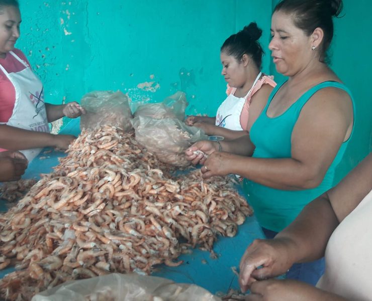 Veda de camarón afecta a mujeres que realizan el proceso del producto