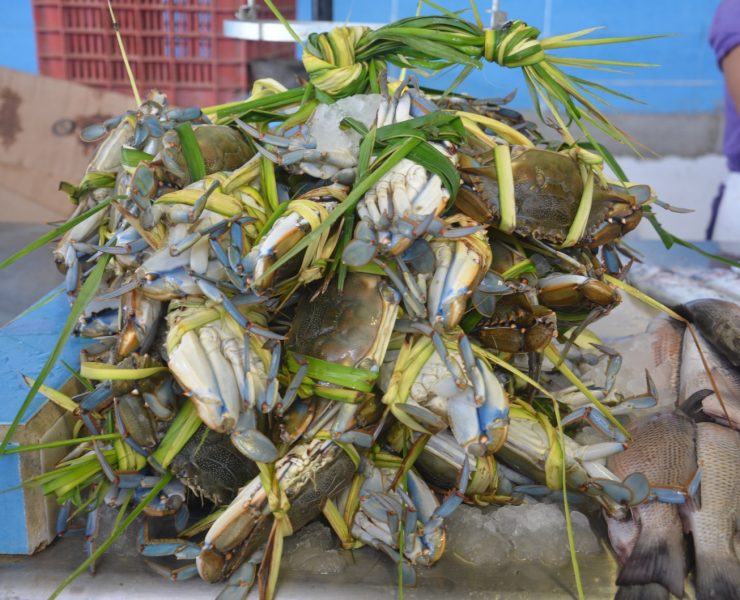 Desciende captura de jaiba por altas temperaturas