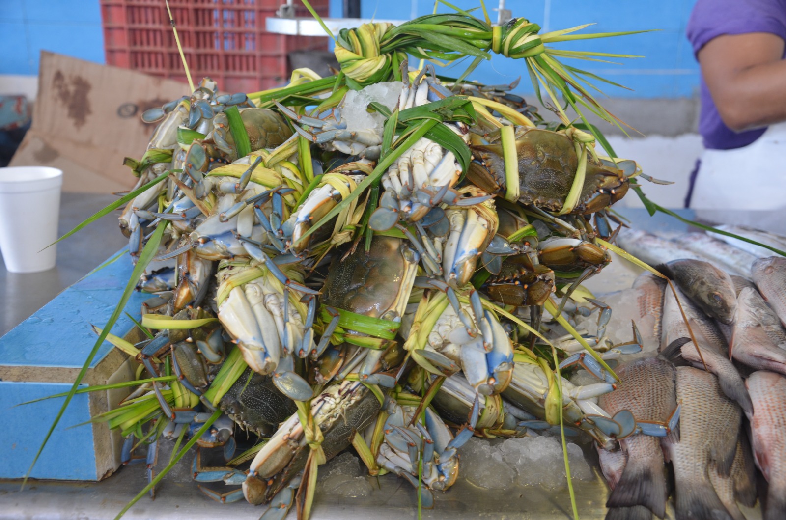 Desciende captura de jaiba por altas temperaturas