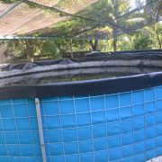 Avance en proyectos acuícolas y avícolas