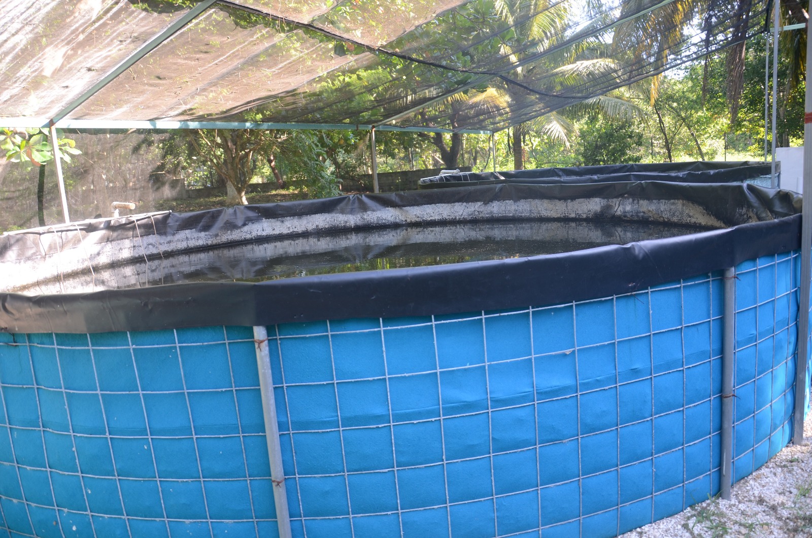 Avance en proyectos acuícolas y avícolas