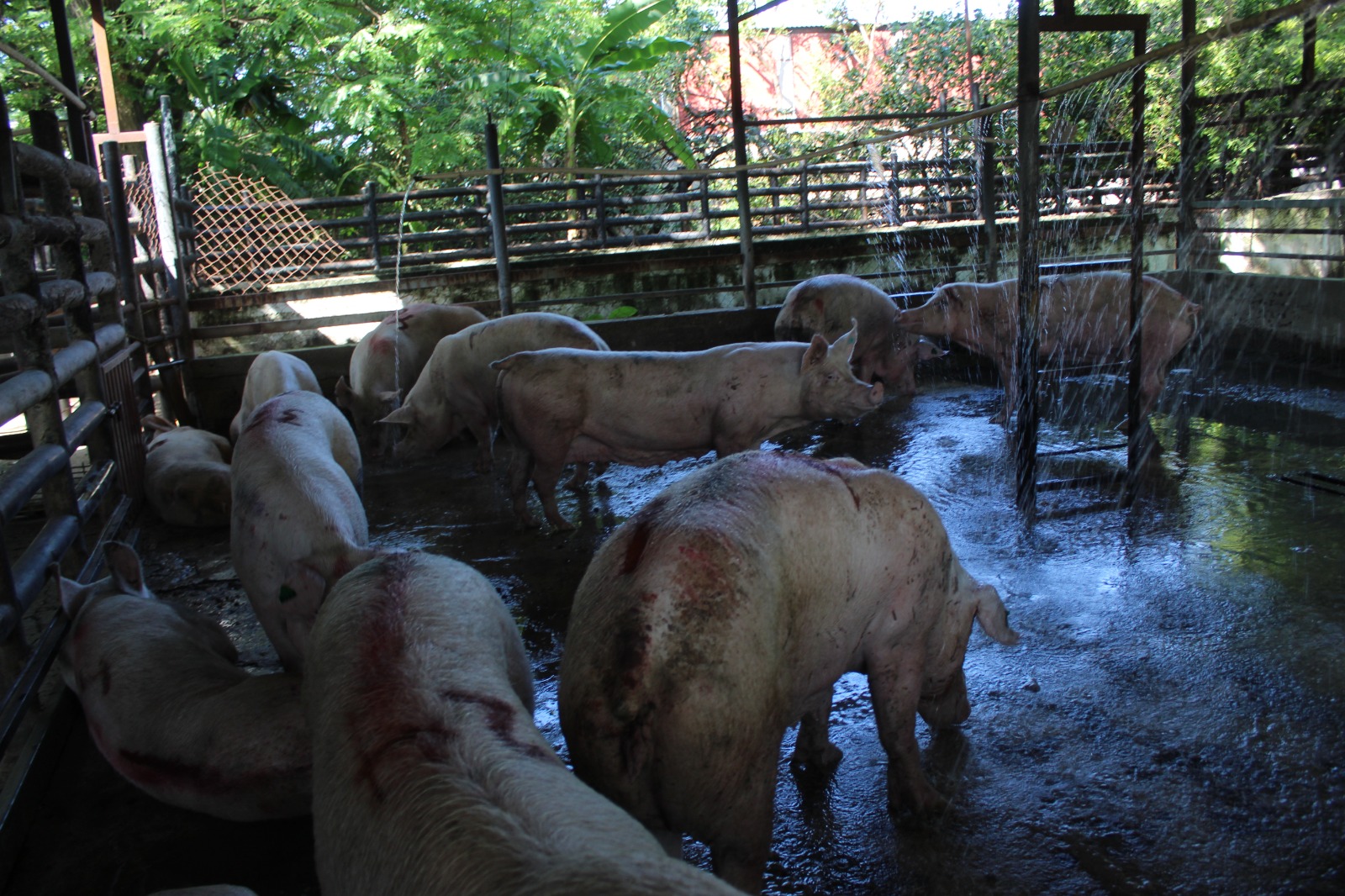 Rastro municipal sin mantenimiento