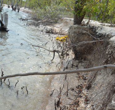 Deforestación de manglares ocasiona erosión de playas y altas temperaturas