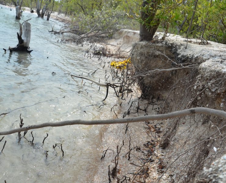 Deforestación de manglares ocasiona erosión de playas y altas temperaturas