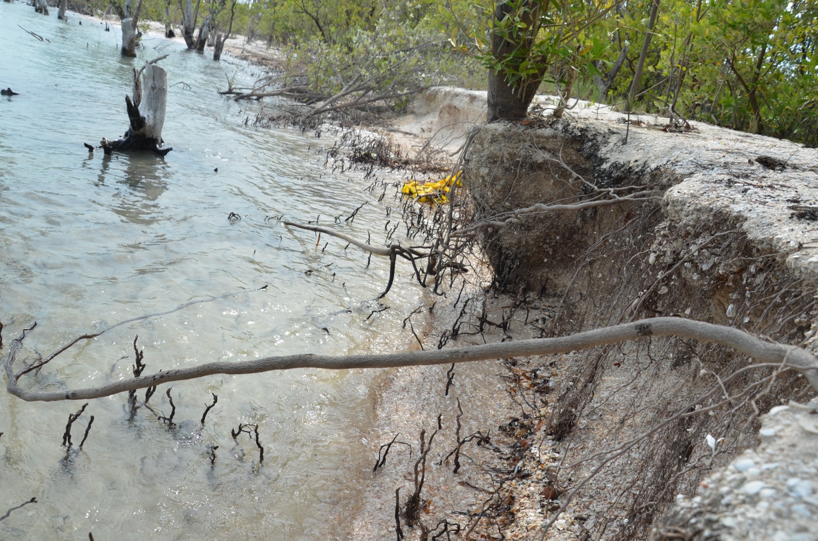 Deforestación de manglares ocasiona erosión de playas y altas temperaturas