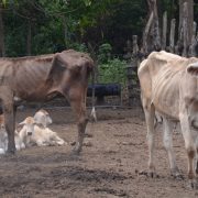 Comienza a perder peso y valor comercial los ganados de Atasta