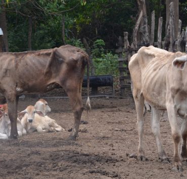 Comienza a perder peso y valor comercial los ganados de Atasta