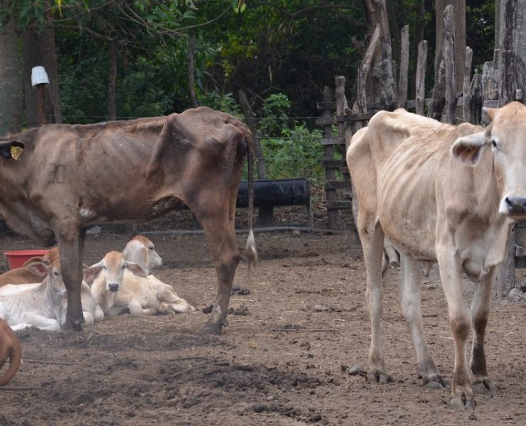 Comienza a perder peso y valor comercial los ganados de Atasta