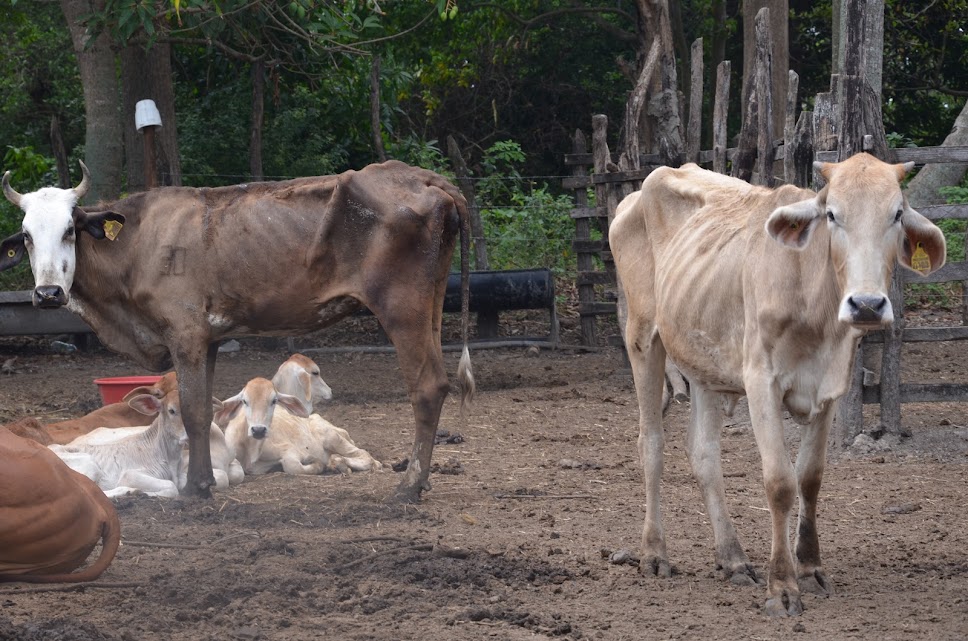 Comienza a perder peso y valor comercial los ganados de Atasta