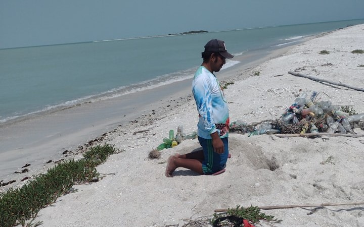 Hasta el momento no hay registro de anidación de tortugas marinas