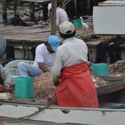 Veda de camarón entra en el mes de mayo