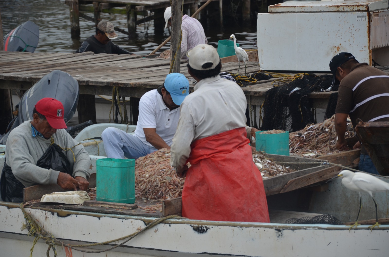 Veda de camarón entra en el mes de mayo