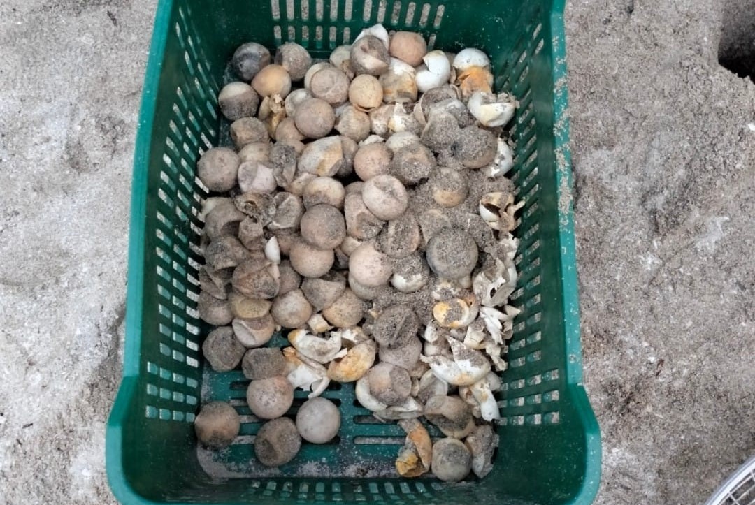 Campamentos tortugueros carecen de recursos económicos