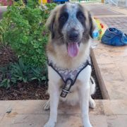 Hay que mantener hidratadas a las mascotas ante las altas temperaturas