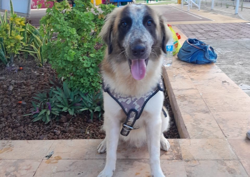 Hay que mantener hidratadas a las mascotas ante las altas temperaturas