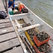 Autoridades no contrarrestan la explotación de bancos ostrícolas