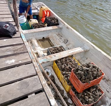 Autoridades no contrarrestan la explotación de bancos ostrícolas