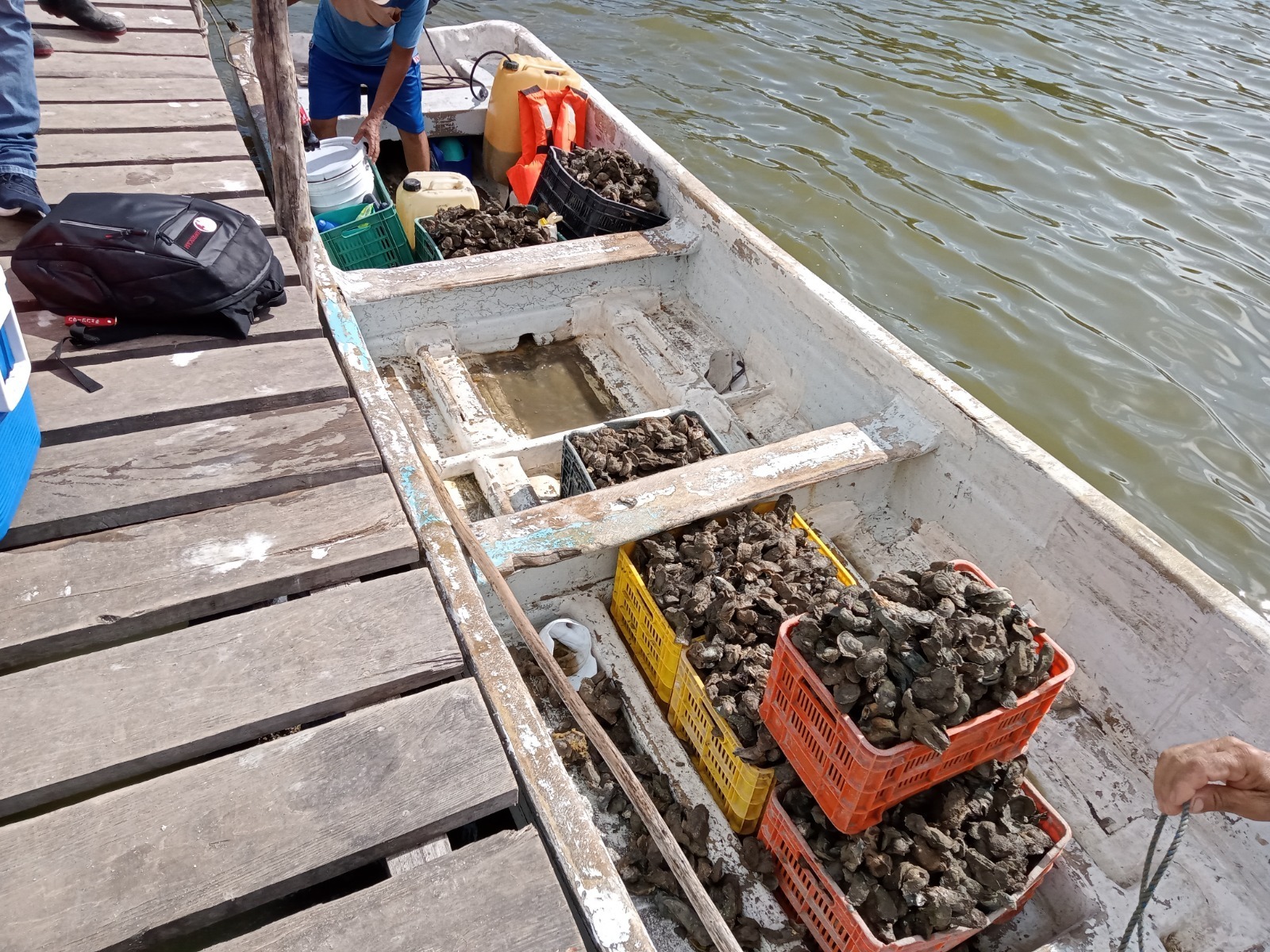Autoridades no contrarrestan la explotación de bancos ostrícolas