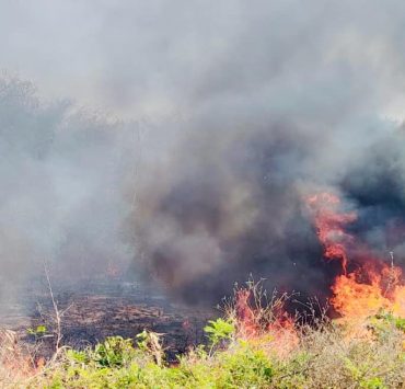 Ola de calor propicio para incendios forestales