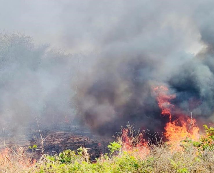 Ola de calor propicio para incendios forestales