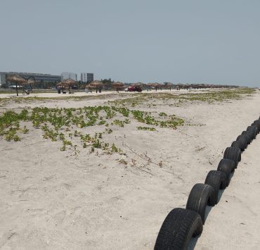 Zofemat contribuye a la depredación de las tortugas marinas