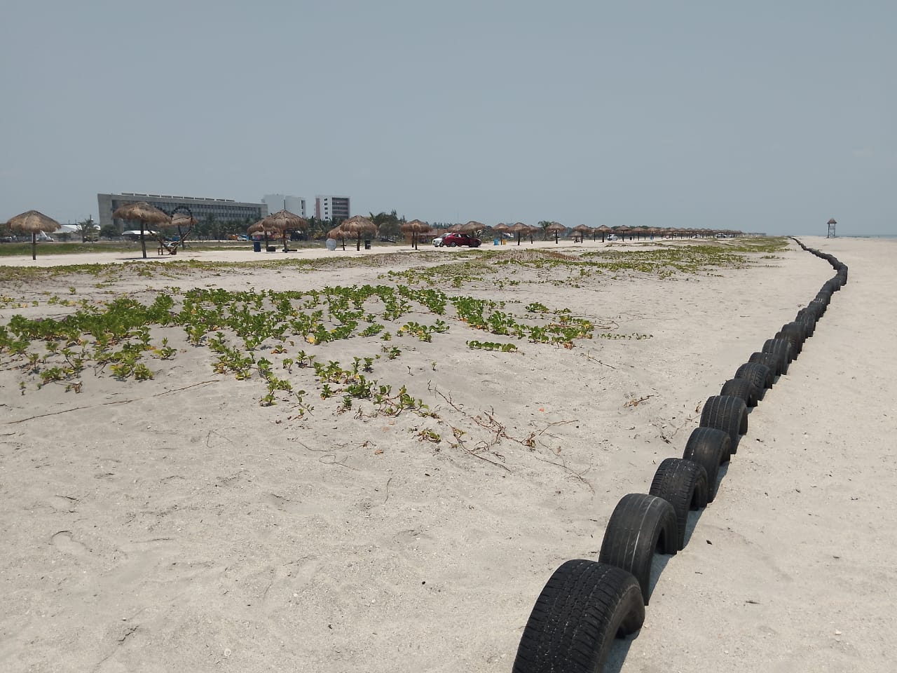 Zofemat contribuye a la depredación de las tortugas marinas