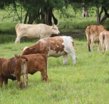 Gobiernos tienen abandonado el campo
