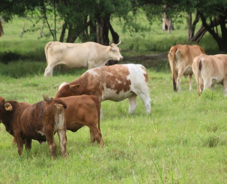 Gobiernos tienen abandonado el campo