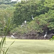 Crítica situación de la Laguna de Guadalupe
