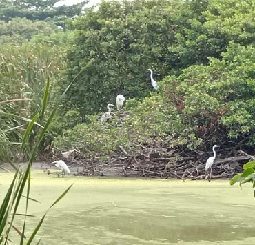 Crítica situación de la Laguna de Guadalupe