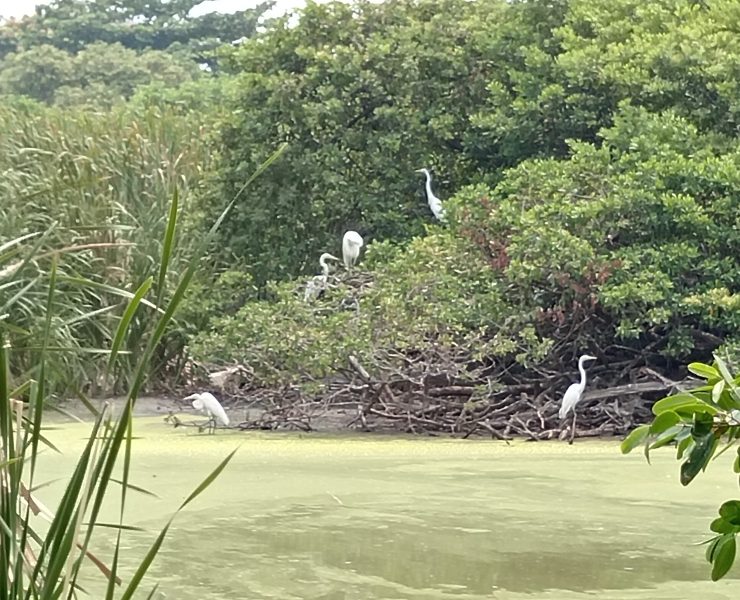 Crítica situación de la Laguna de Guadalupe