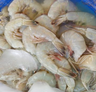 Pescadores libres depredan camarón en la Laguna de Términos