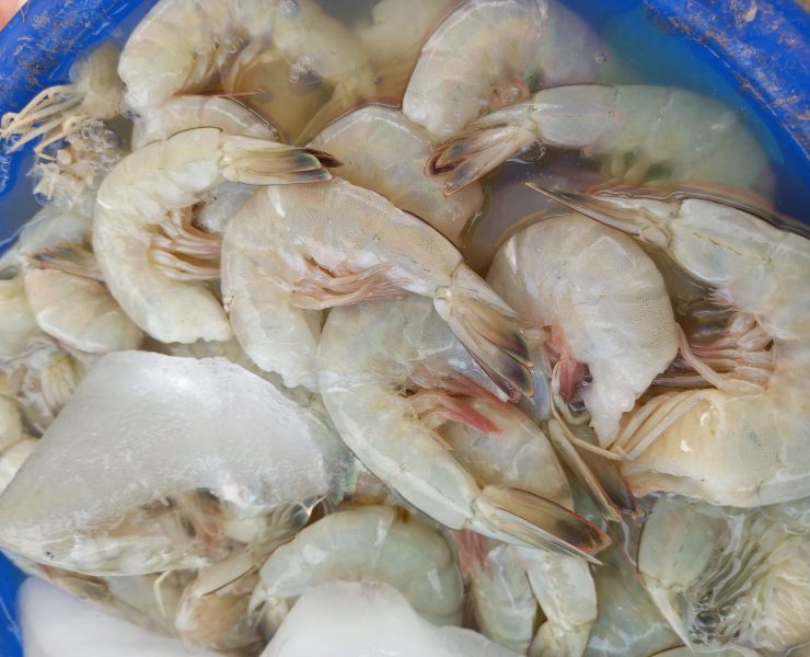 Pescadores libres depredan camarón en la Laguna de Términos