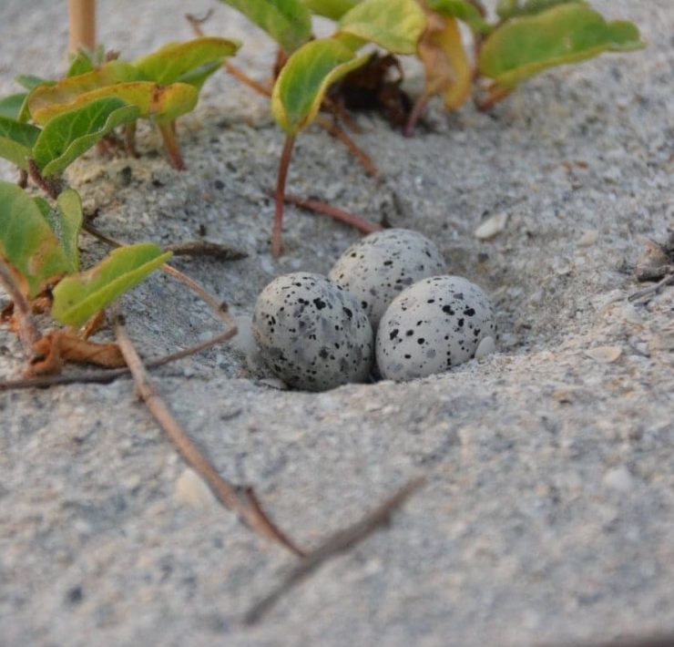 Perros callejeros deprendan nidos de charrán mínimo
