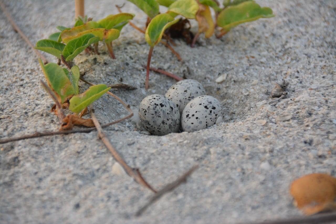 Perros callejeros deprendan nidos de charrán mínimo