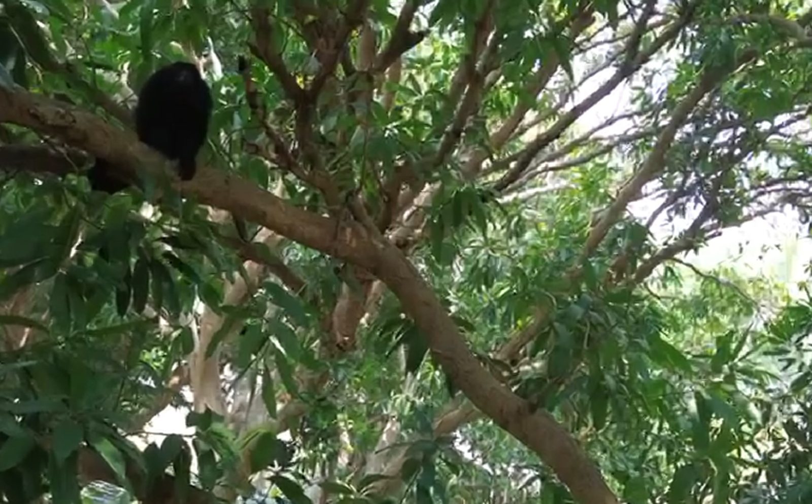 En riesgo población de monos aulladores en Atasta