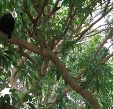 En riesgo población de monos aulladores en Atasta