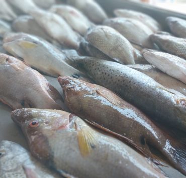 Recomienda IMSS Campeche