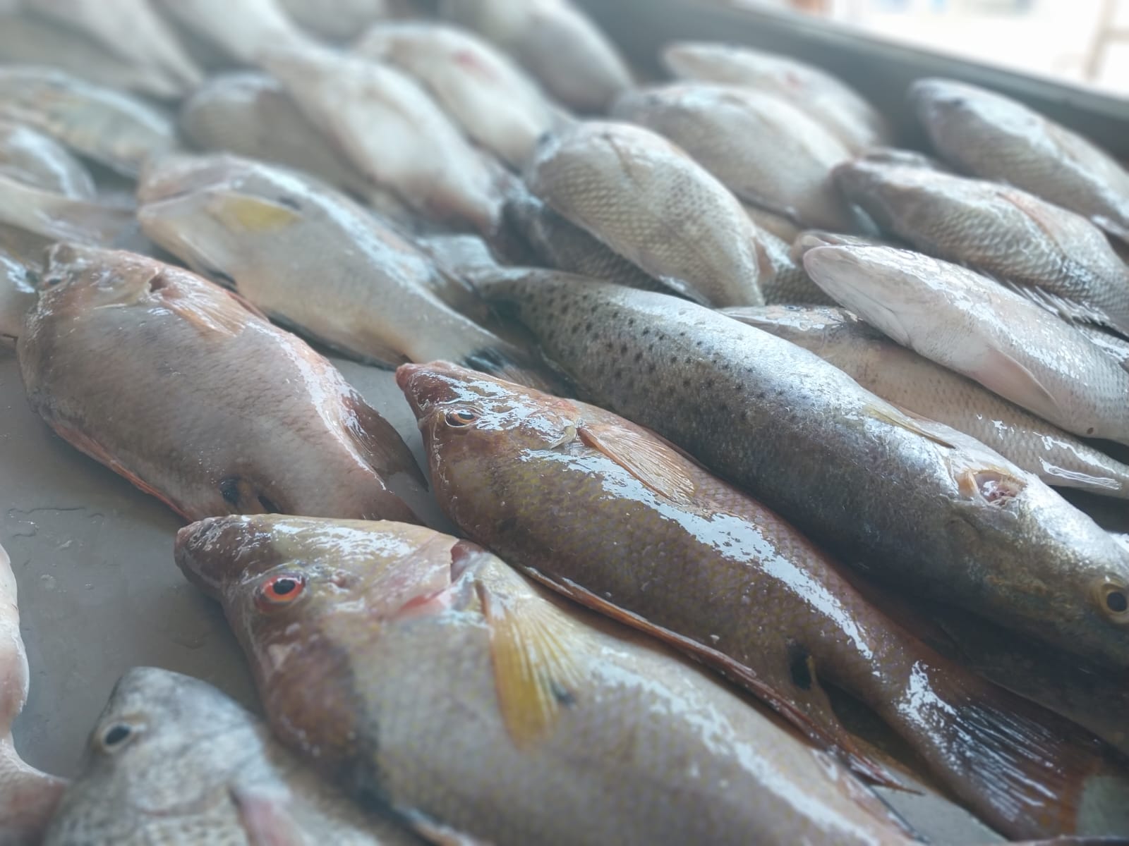 Recomienda IMSS Campeche