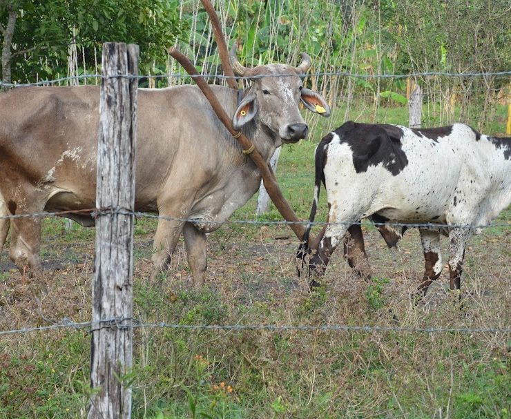 Altas temperaturas afecta hato ganadero y cultivos