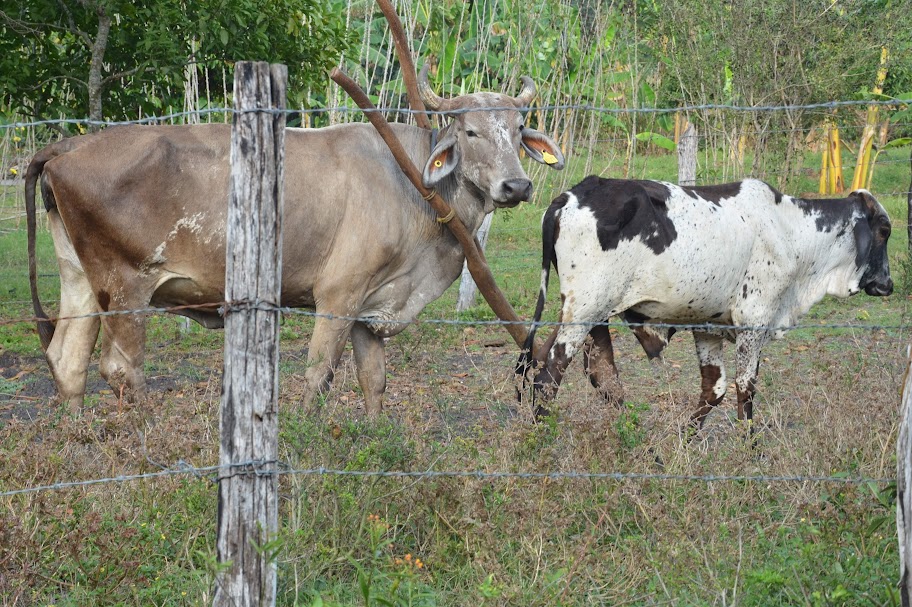Altas temperaturas afecta hato ganadero y cultivos