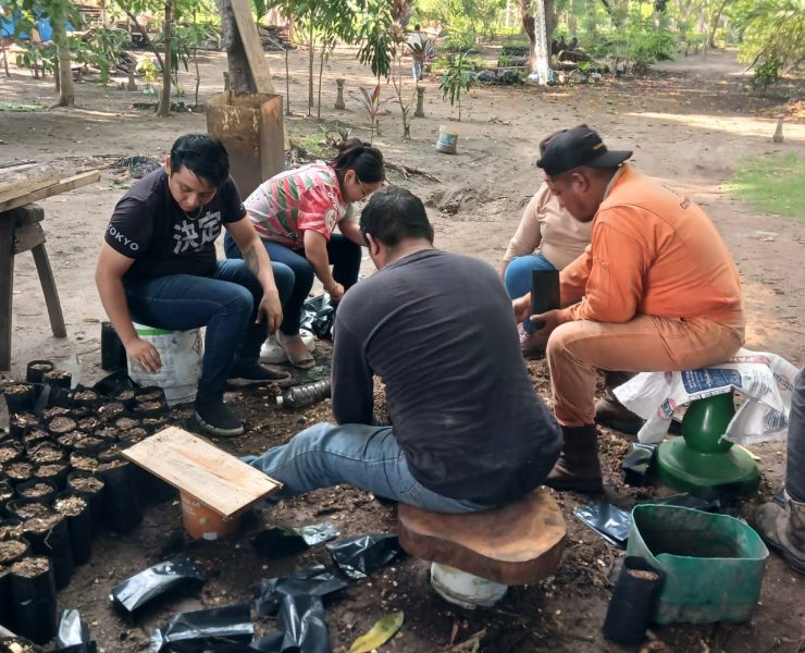 Grupo ambientalista busca germinar 10 mil plantas de árboles