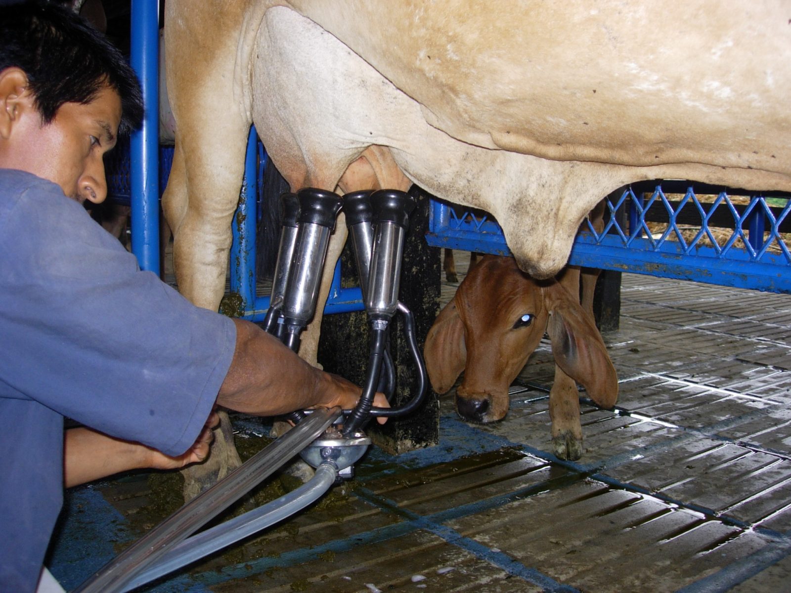 Equipos de ordeña a pequeños y medianos productores lecheros