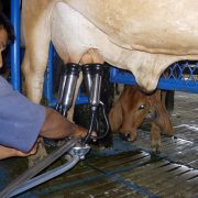 Equipos de ordeña a pequeños y medianos productores lecheros