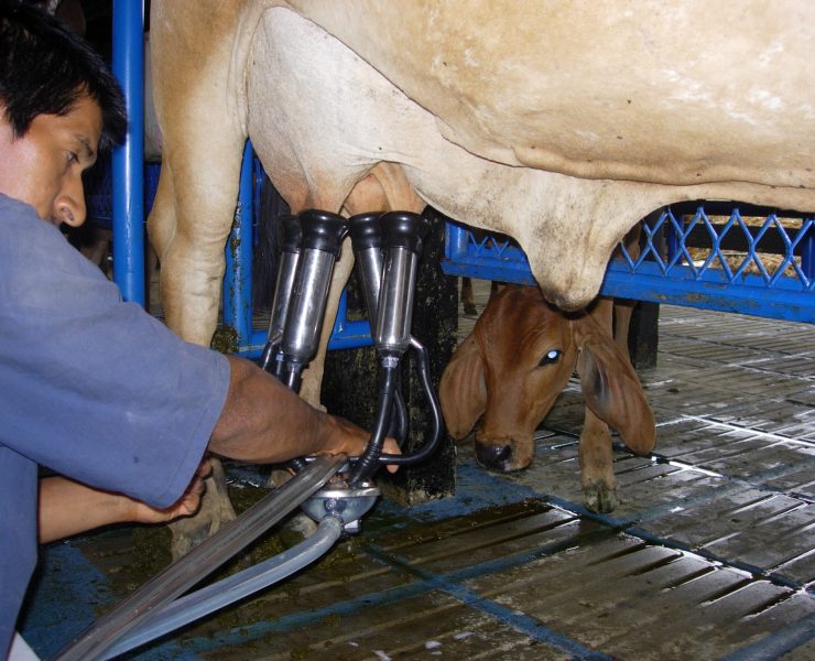 Equipos de ordeña a pequeños y medianos productores lecheros